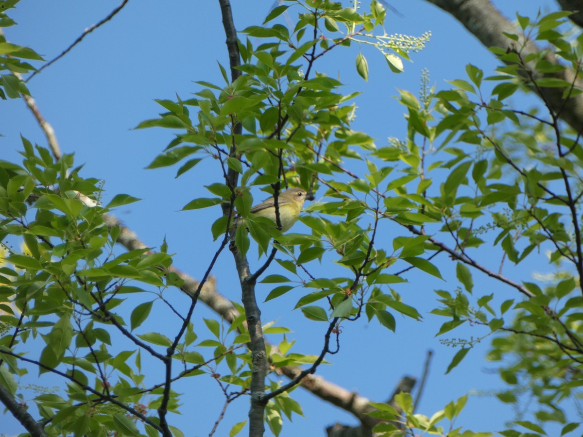 Philadelphia Vireo - ML619302069