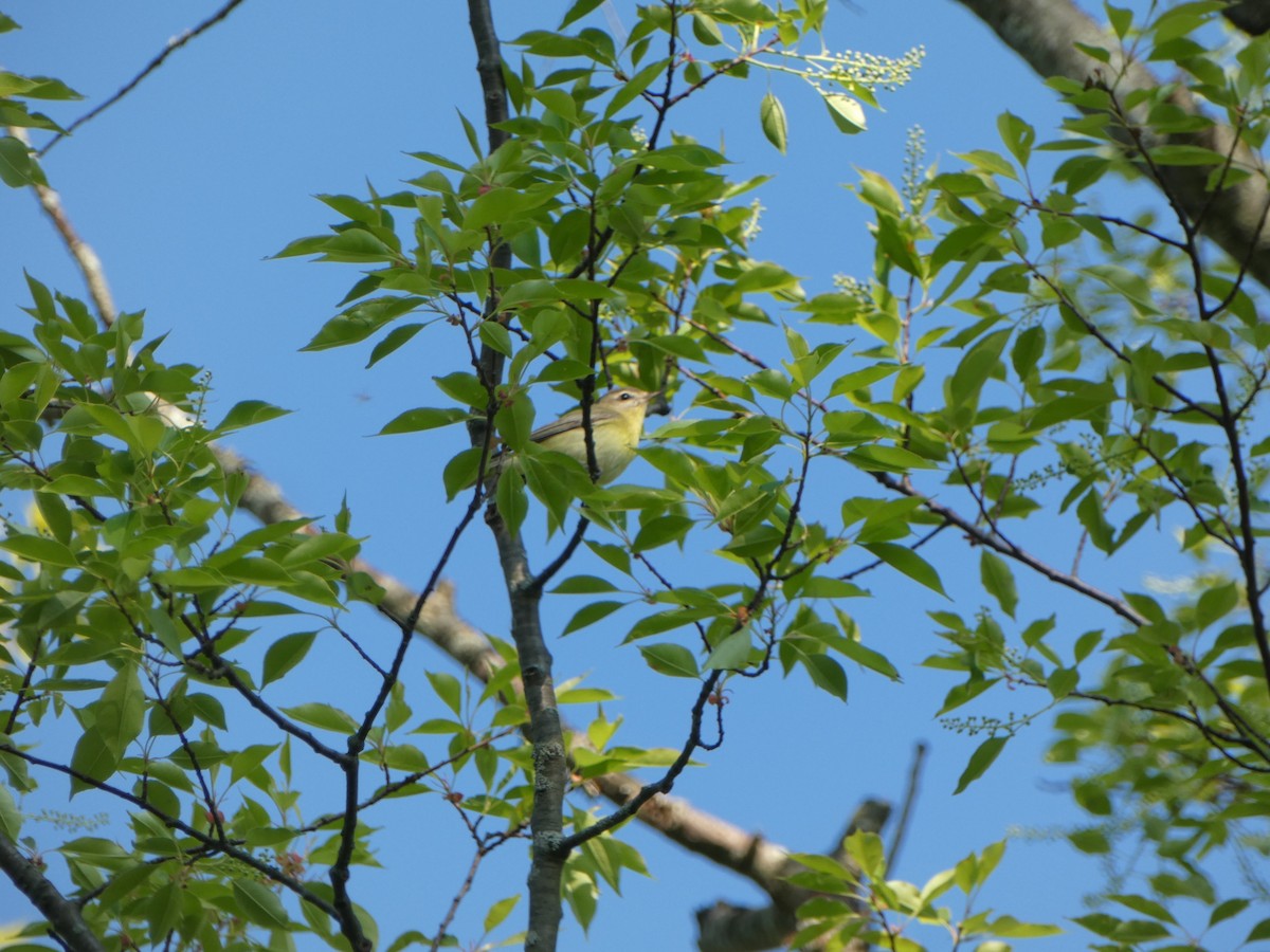 Philadelphia Vireo - ML619302070