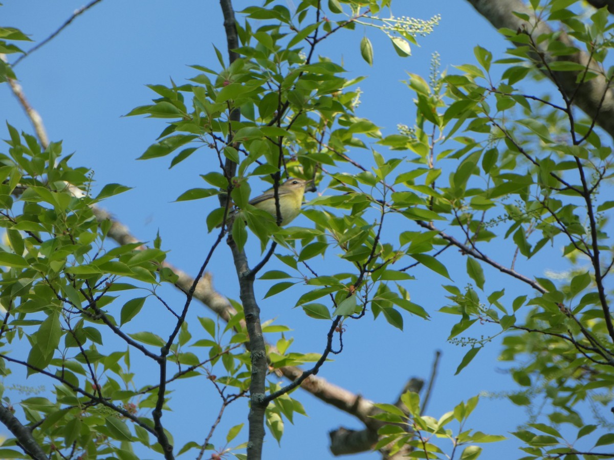 Philadelphia Vireo - ML619302071