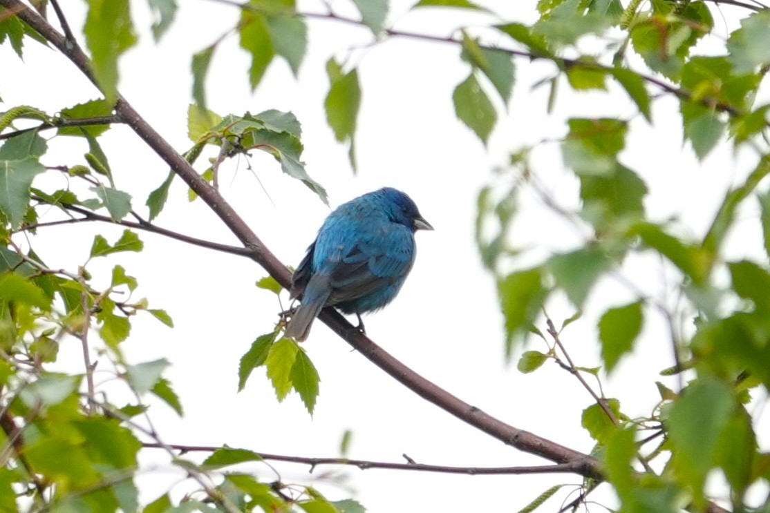 Indigo Bunting - Toby Holmes