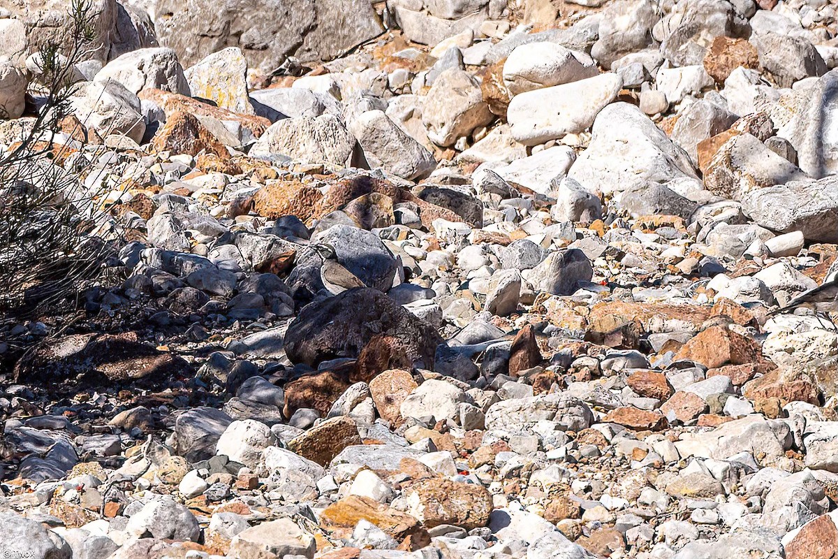 Black-throated Sparrow - ML619302104