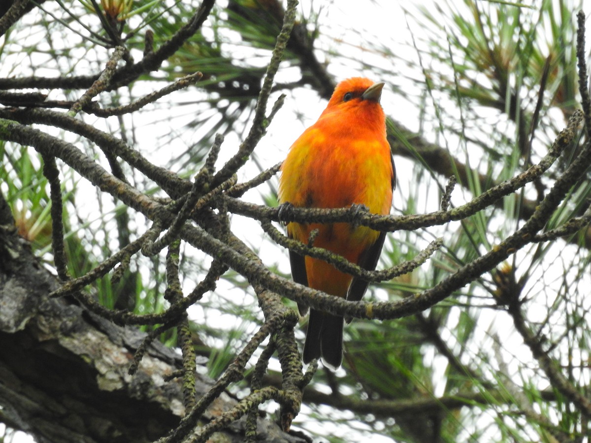 Scarlet Tanager - ML619302106