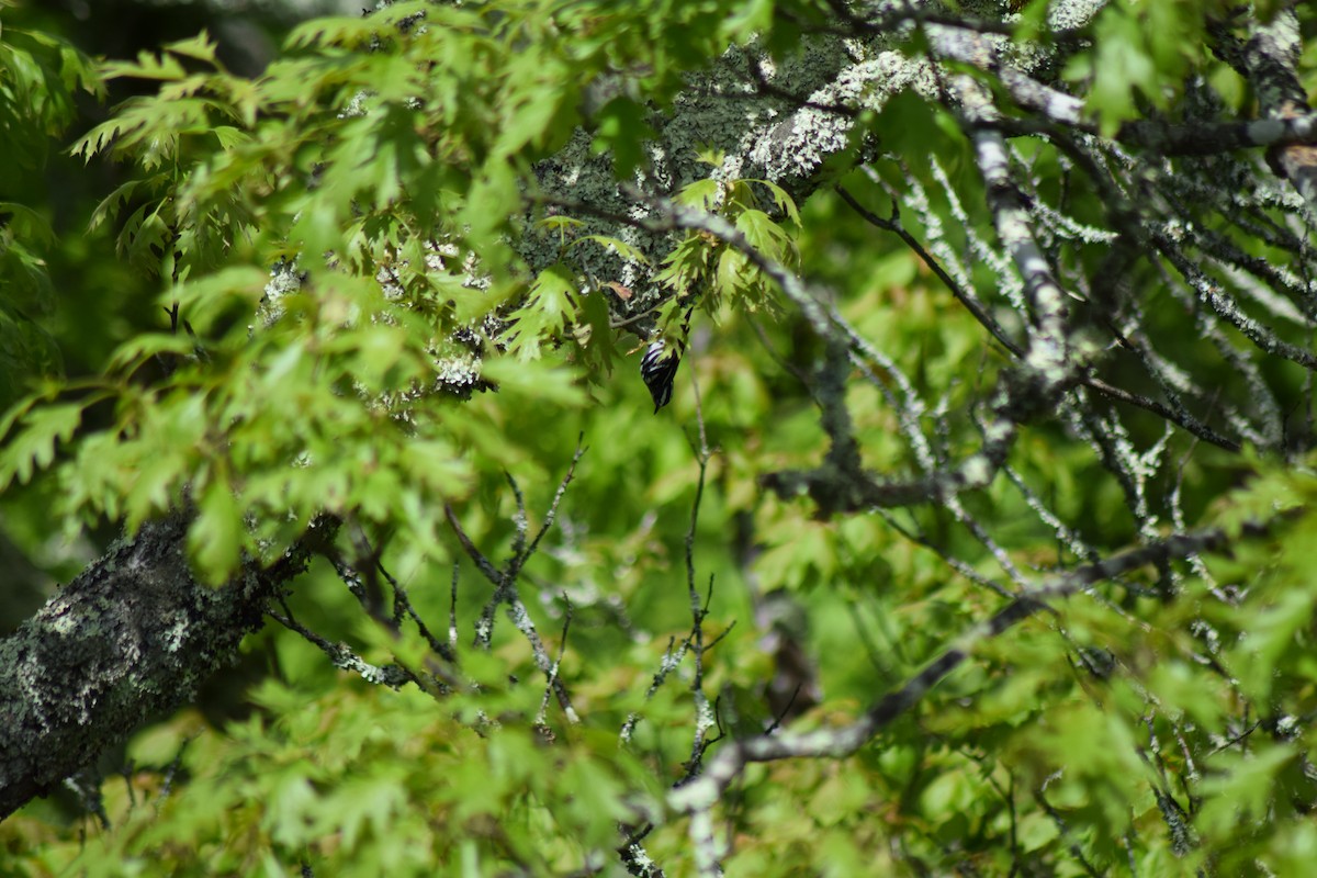 Black-and-white Warbler - Tyler Williams