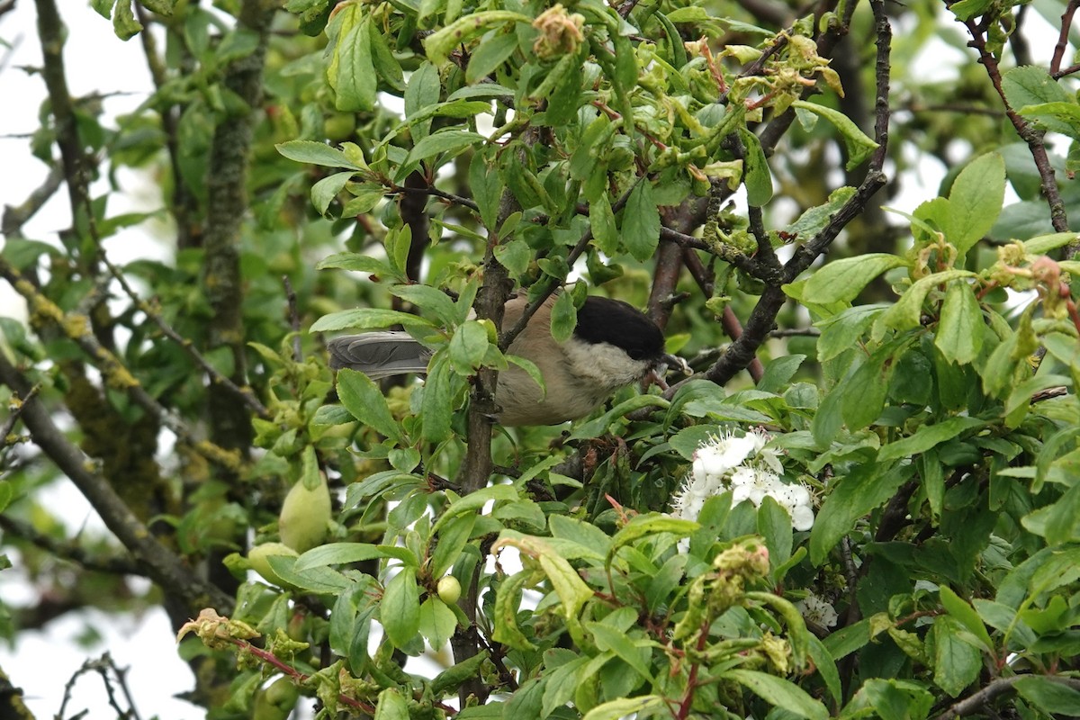 Willow Tit - Toby Holmes