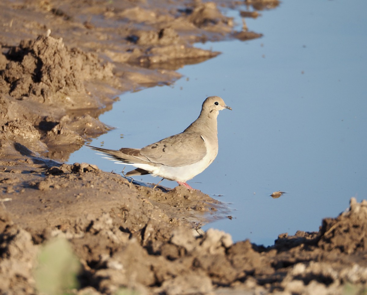 Mourning Dove - ML619302130