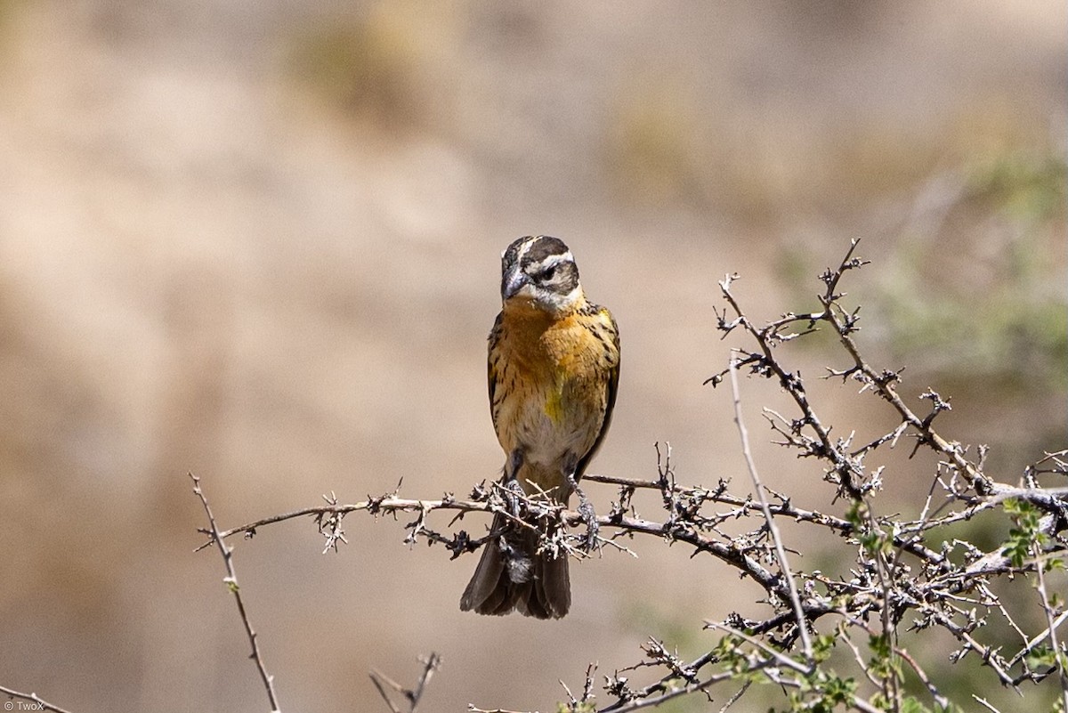 Black-headed Grosbeak - ML619302131