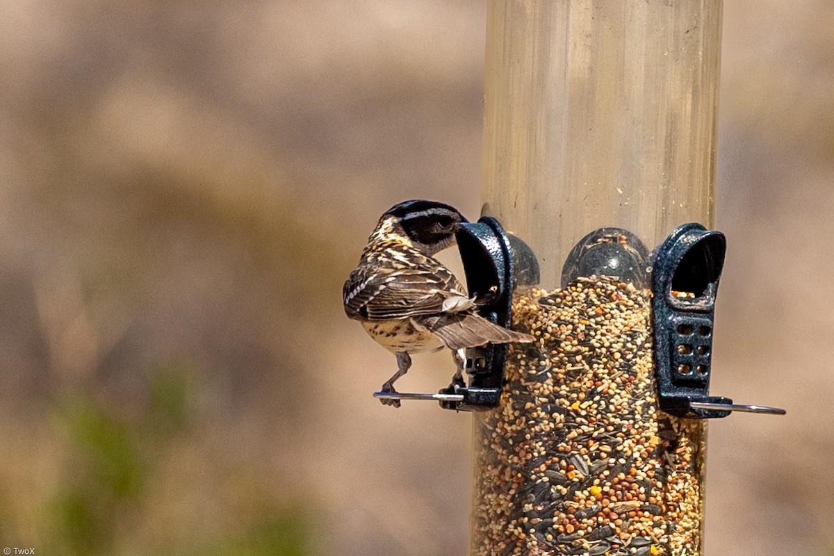 Black-headed Grosbeak - ML619302132