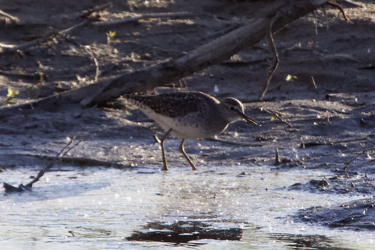 Bruchwasserläufer - ML619302137