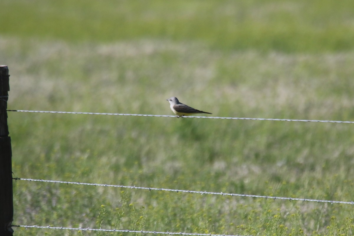 Western Kingbird - alan mauer