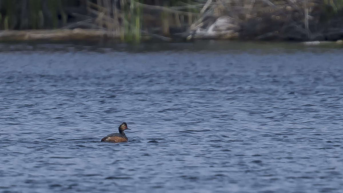 Eared Grebe - Engin BIYIKOĞLU