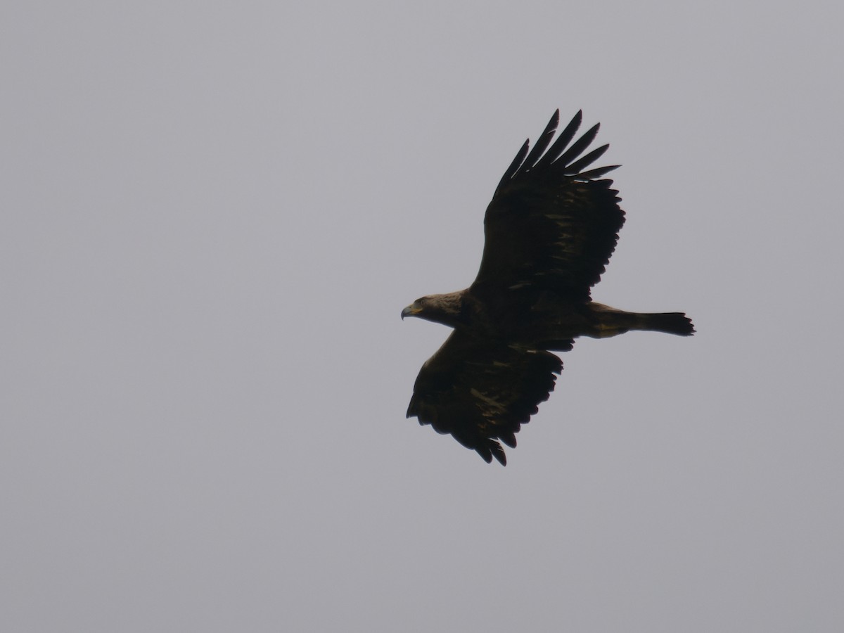 Golden Eagle - Alfonso Guío Rodríguez