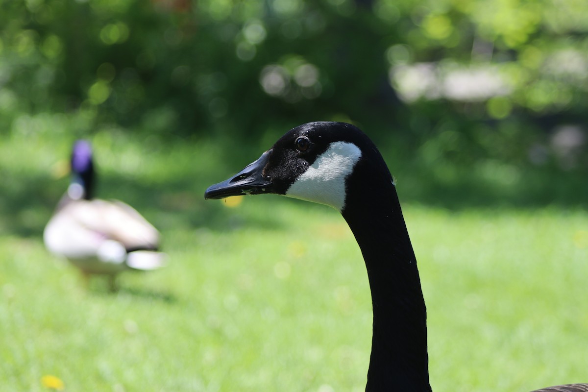 Canada Goose - Cory Ruchlin