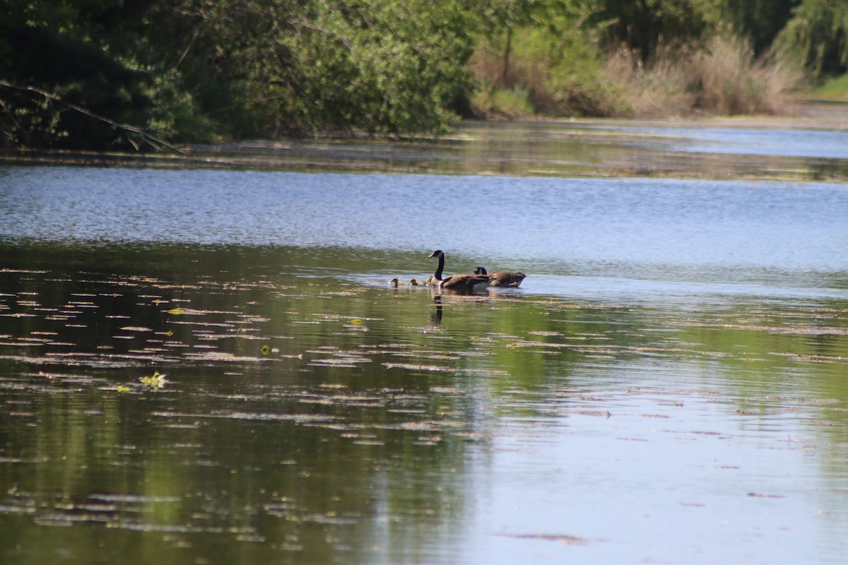 Canada Goose - Cory Ruchlin