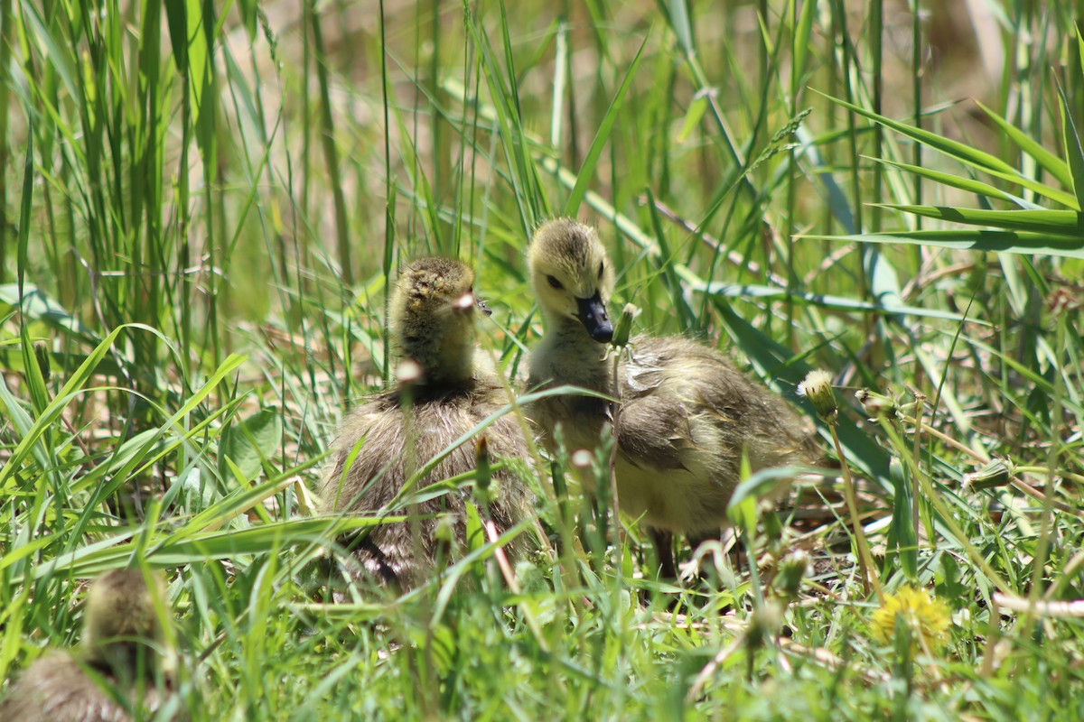 Canada Goose - Cory Ruchlin