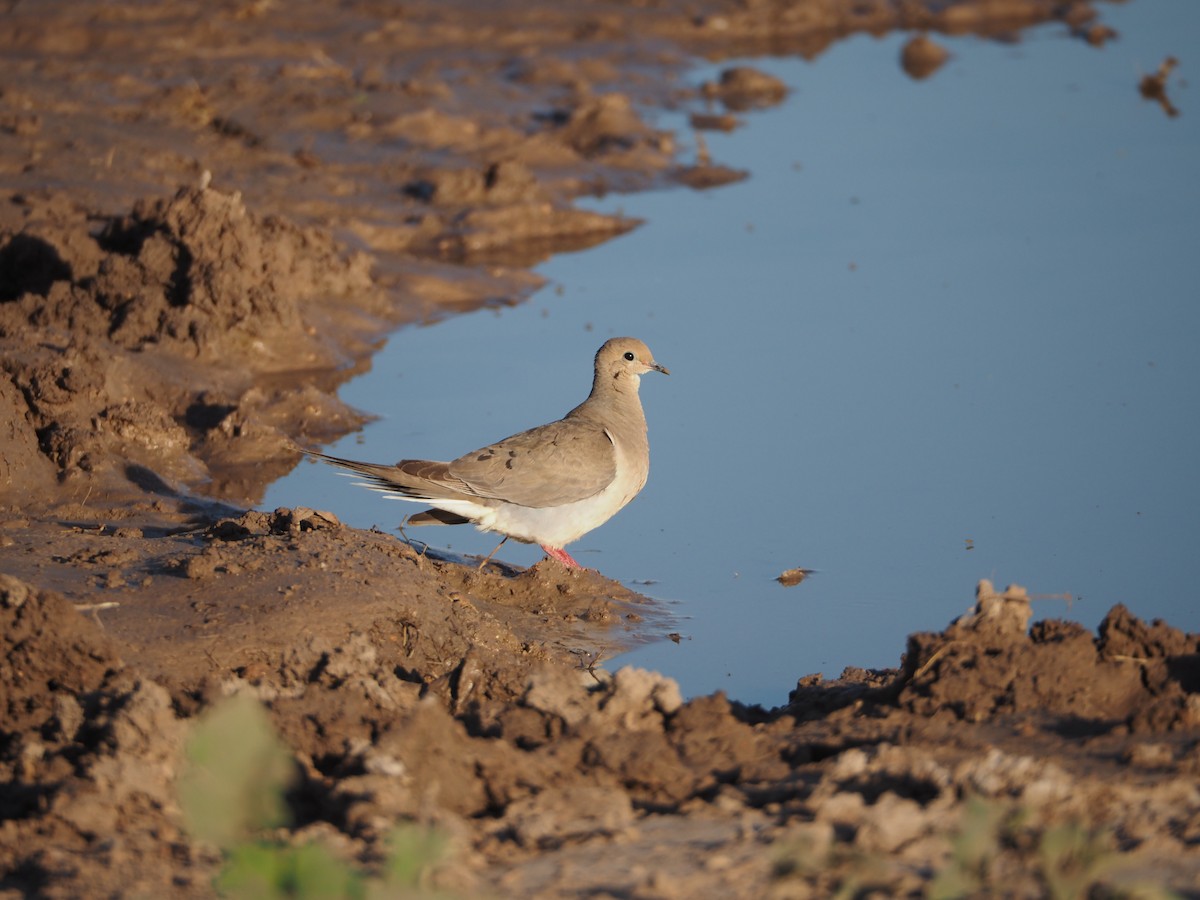 Mourning Dove - ML619302169