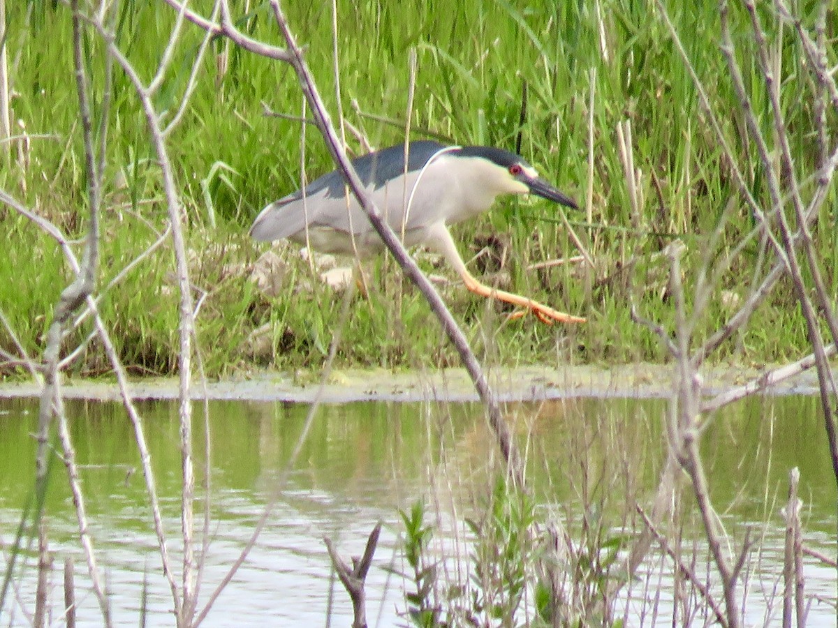 Black-crowned Night Heron (American) - Valerie Crecco