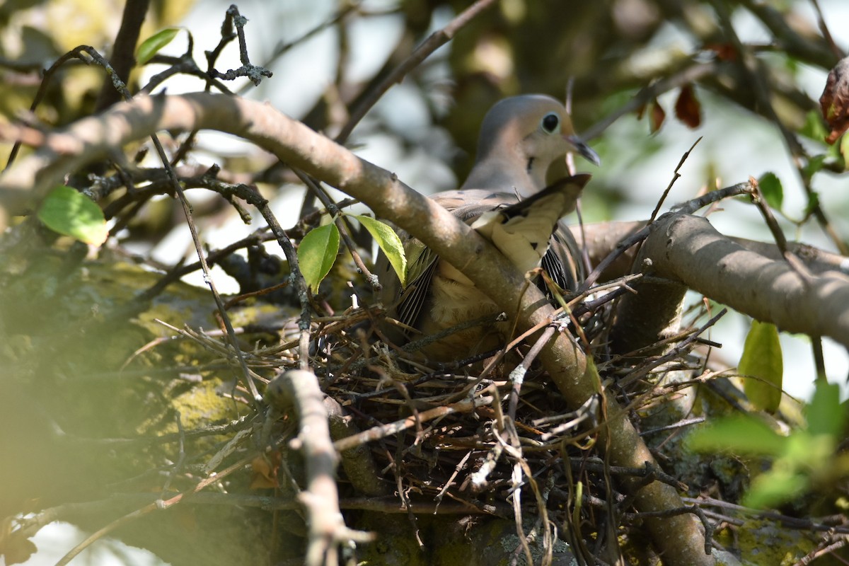 Mourning Dove - Anonymous