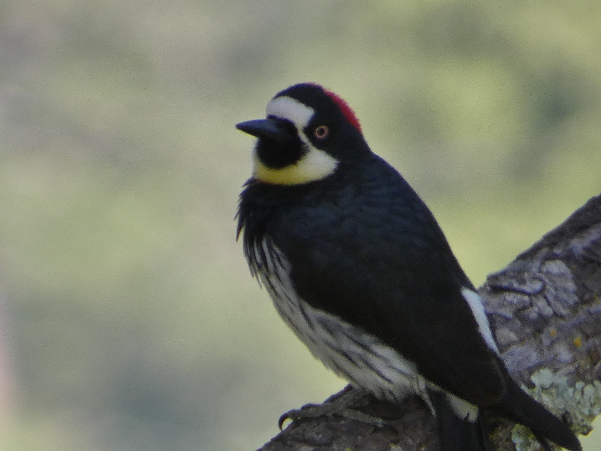 Acorn Woodpecker - ML619302172