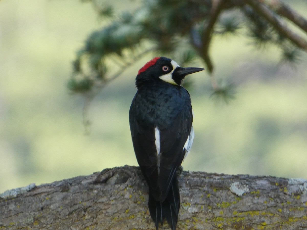 Acorn Woodpecker - ML619302173
