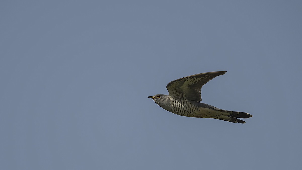 Common Cuckoo - ML619302175
