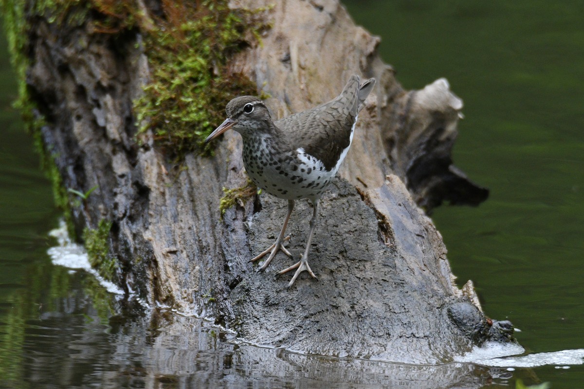 Spotted Sandpiper - Kevin Roback