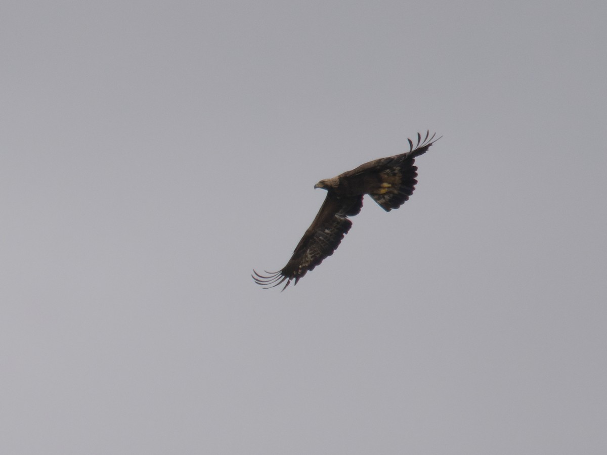 Águila Real - ML619302182