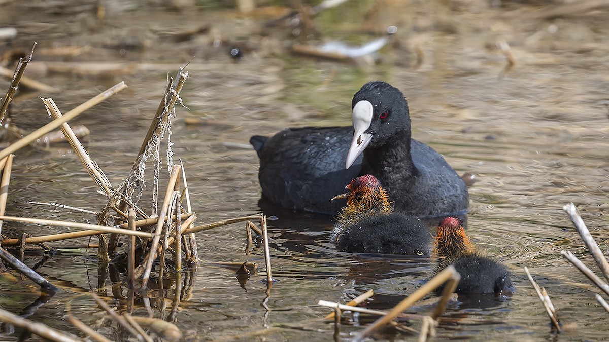 Eurasian Coot - Engin BIYIKOĞLU