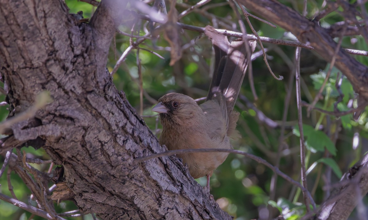 Abert's Towhee - Steve Kelling