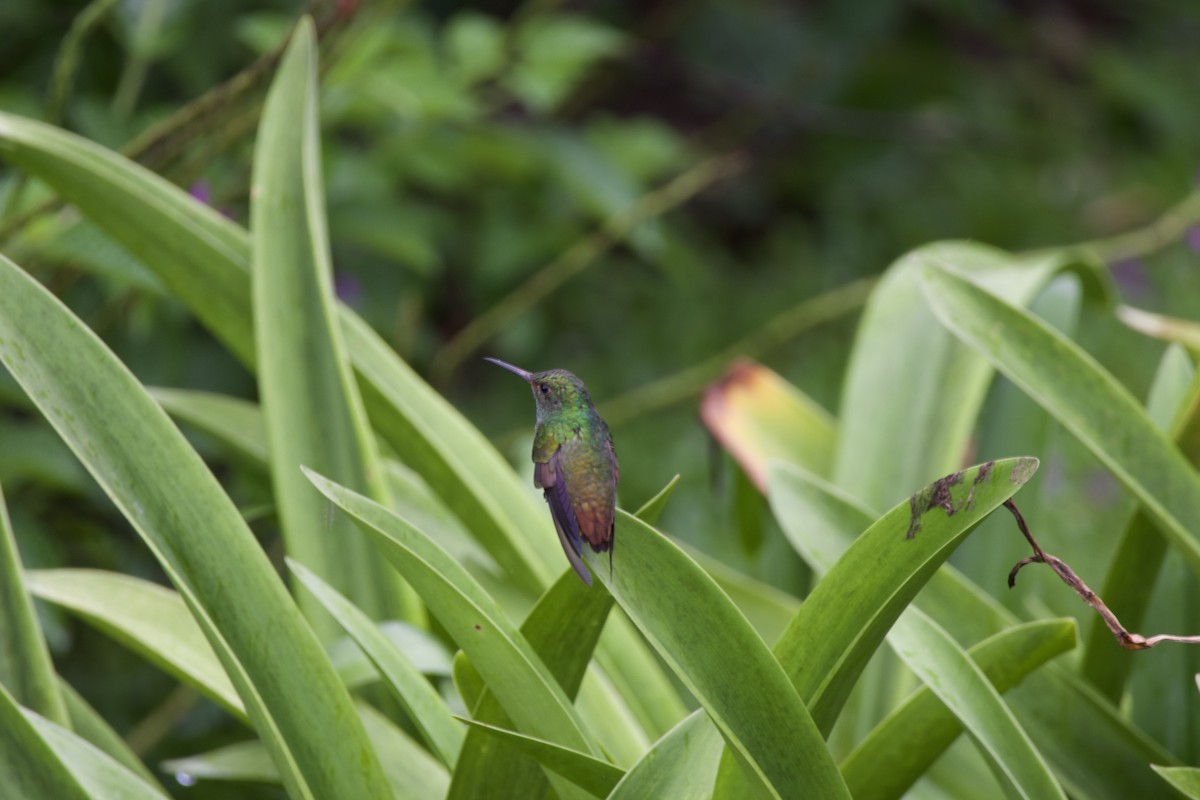 Rufous-tailed Hummingbird - allie bluestein