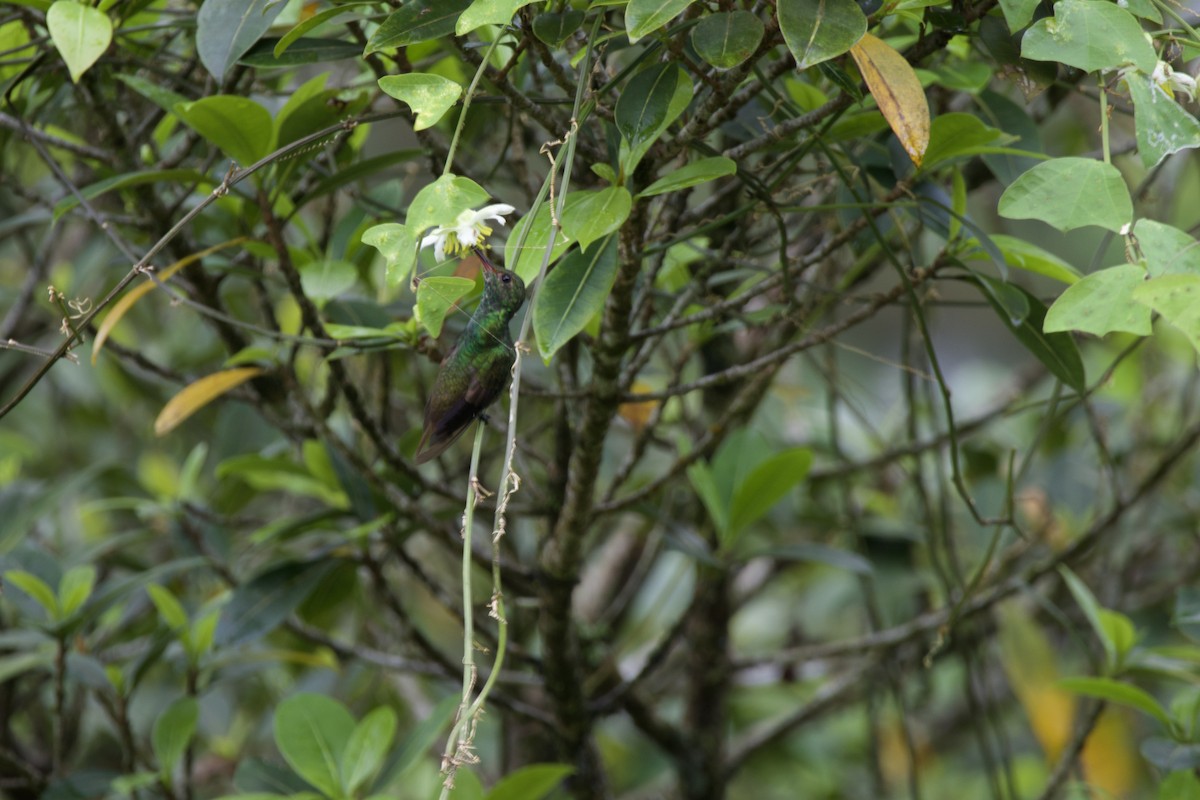 Rufous-tailed Hummingbird - allie bluestein