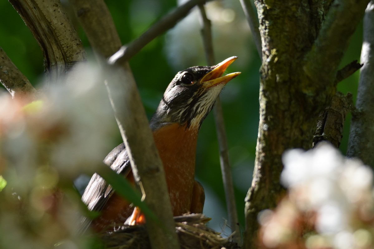 American Robin - Anonymous