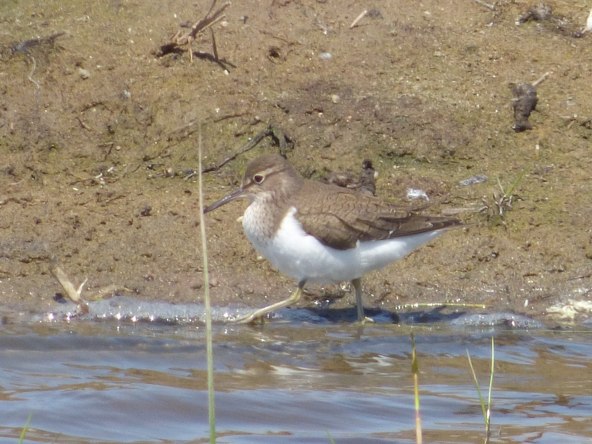 Common Sandpiper - Adrián Pina Hidalgo