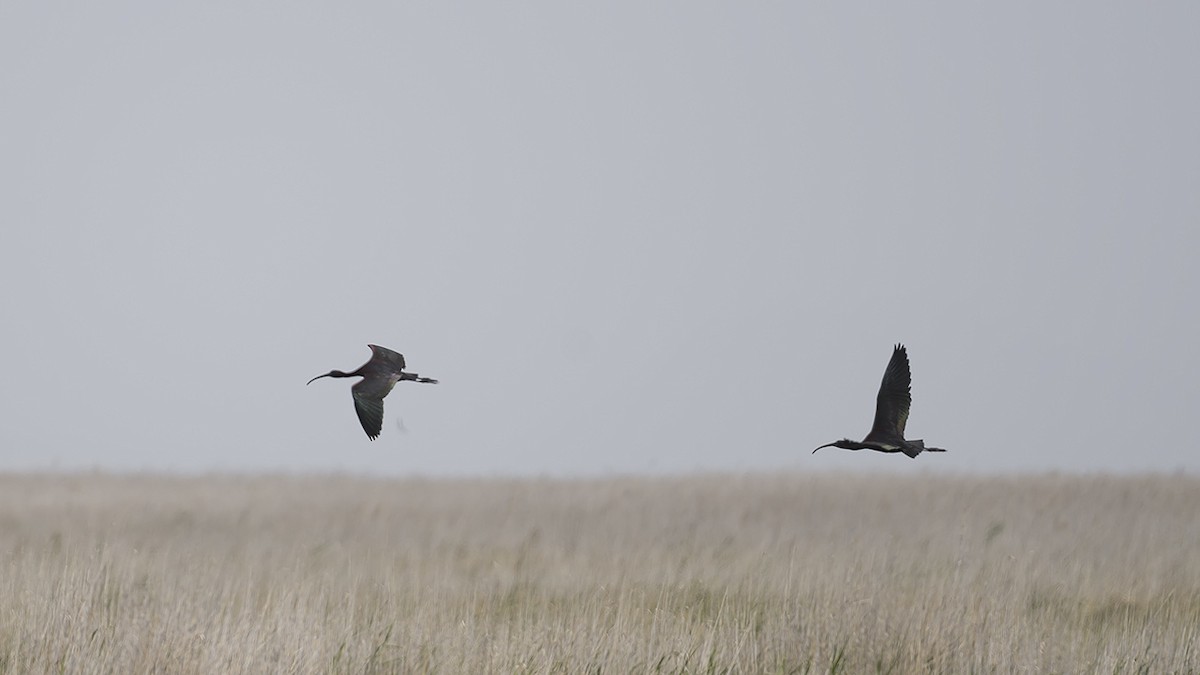 Glossy Ibis - Engin BIYIKOĞLU