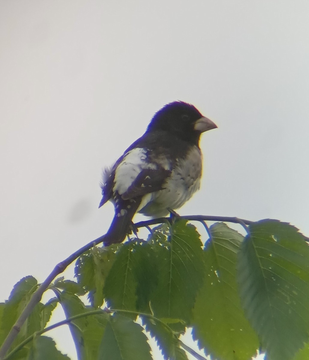 Rose-breasted Grosbeak - Jason Caddy