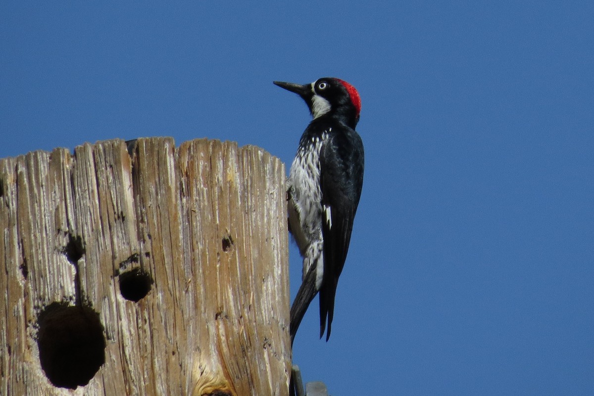 Acorn Woodpecker - Shaun Robson