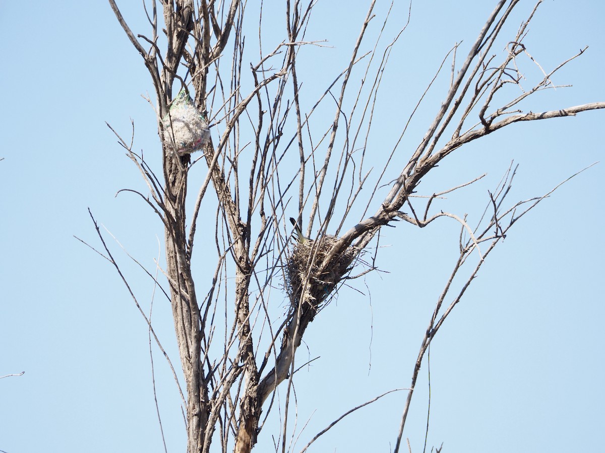 Western Kingbird - ML619302228