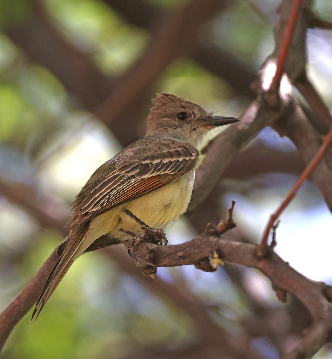 Brown-crested Flycatcher - Dale Clark