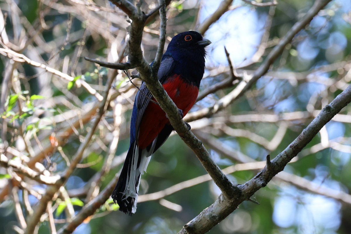 Surucua Trogon - Hubert Stelmach