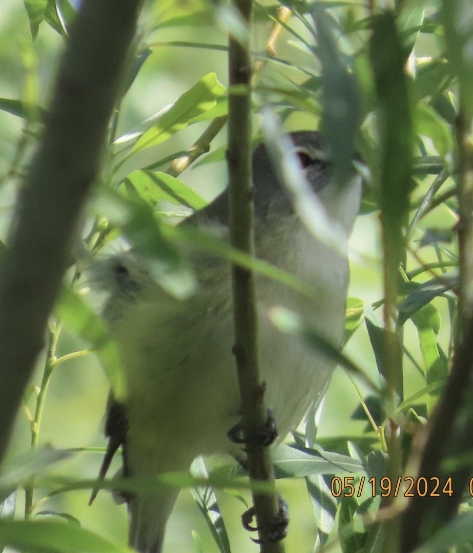 Cassin's Vireo - Jim Rowoth