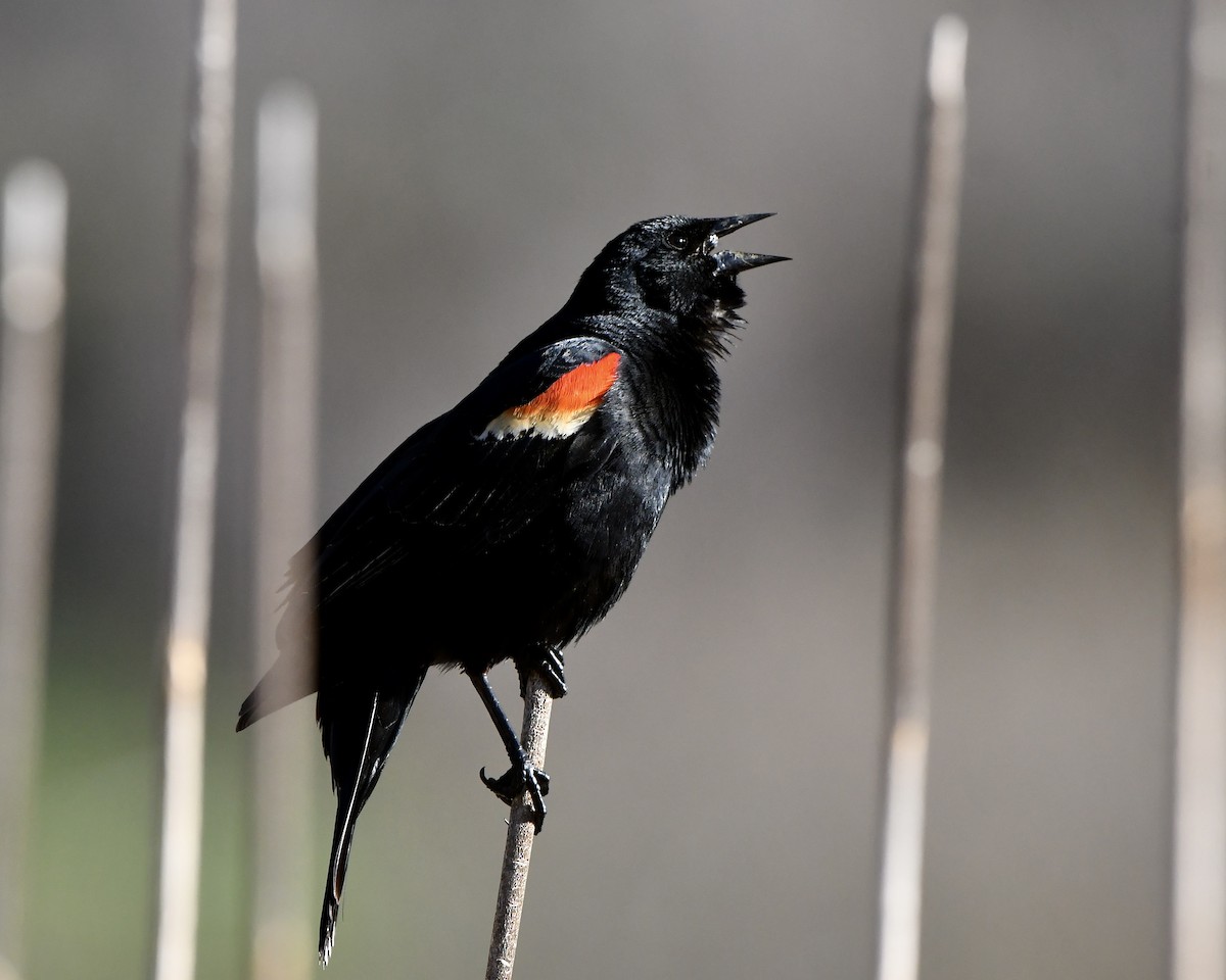 Red-winged Blackbird - M Nagy
