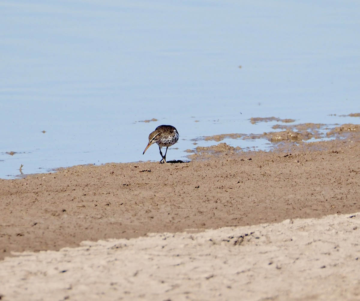 Spotted Sandpiper - ML619302306