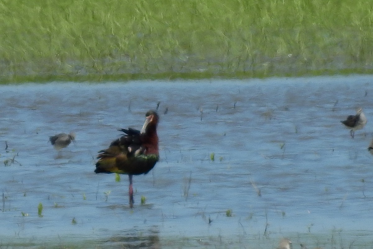 White-faced Ibis - Bob Curry