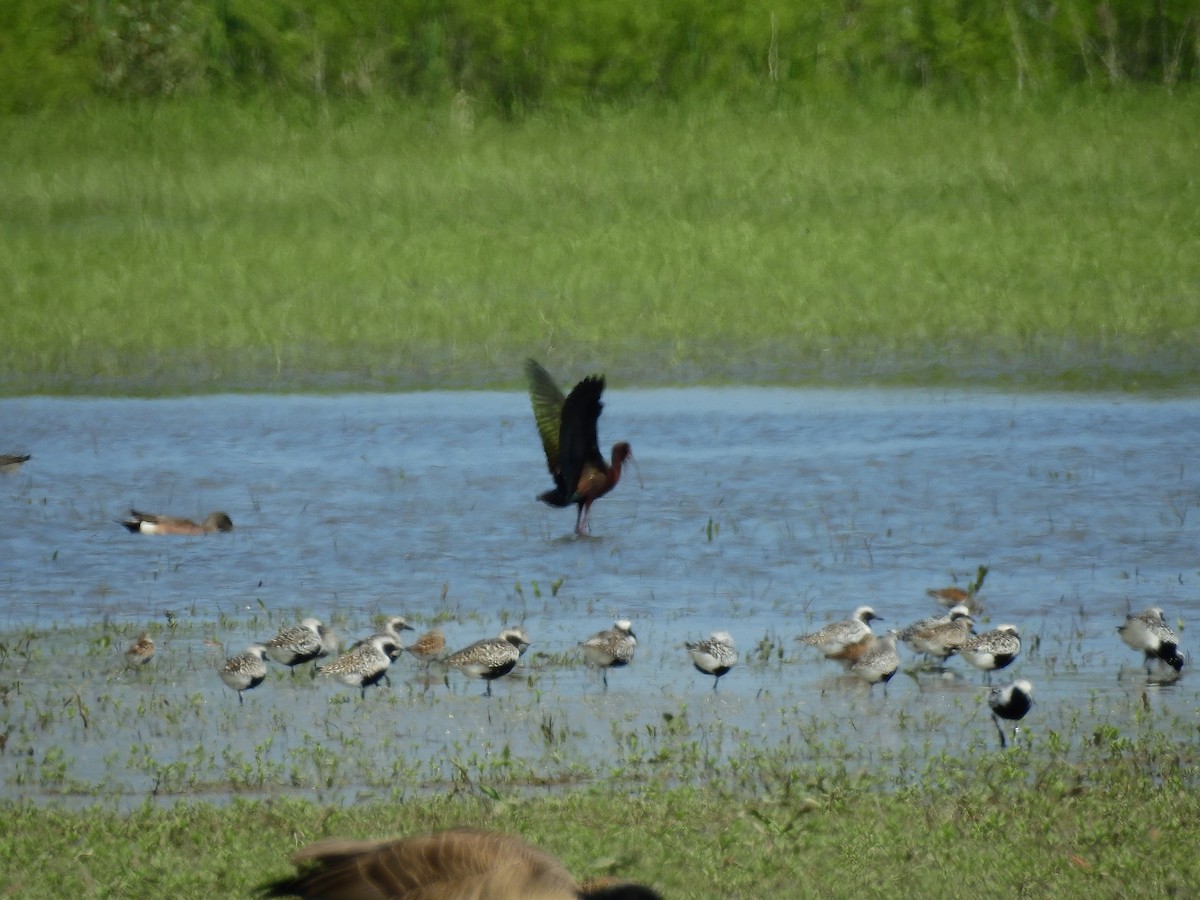 White-faced Ibis - Bob Curry