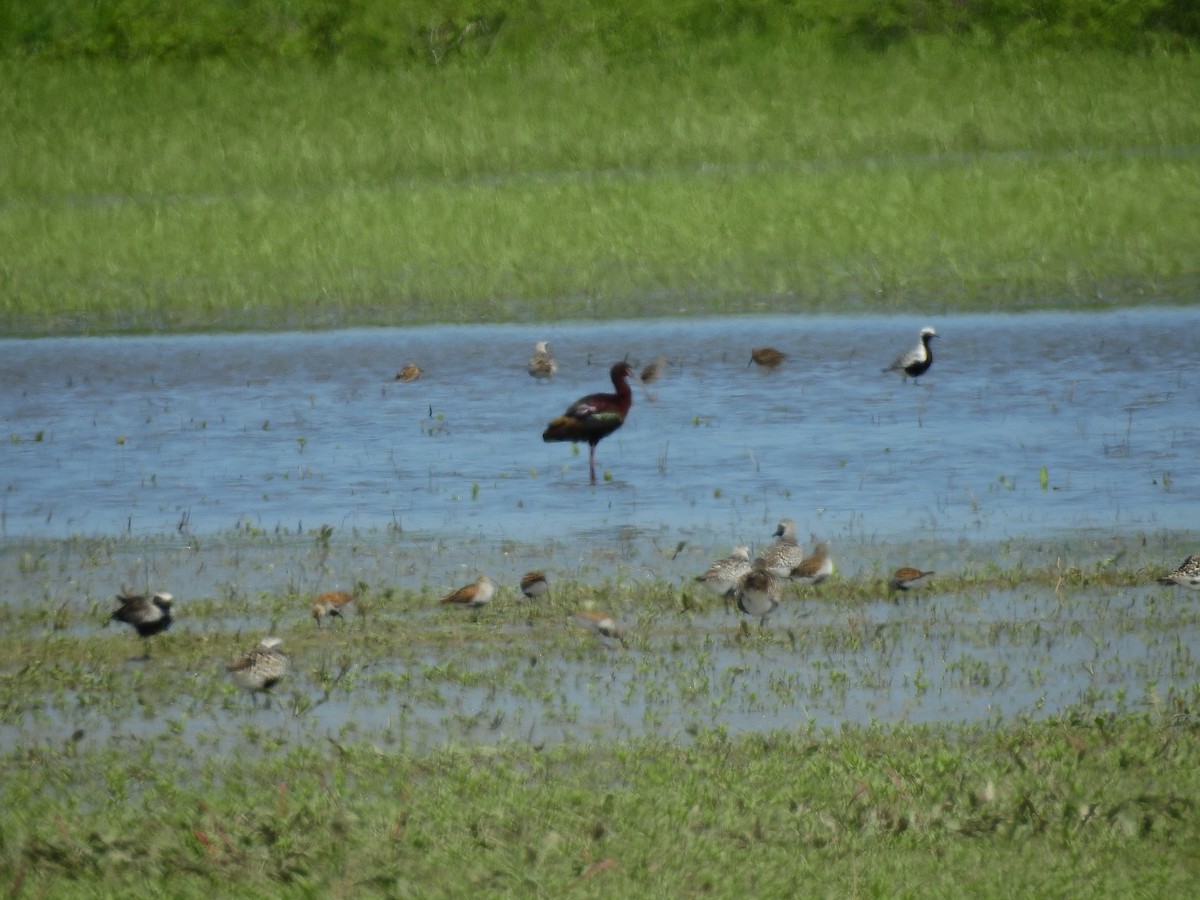 White-faced Ibis - Bob Curry