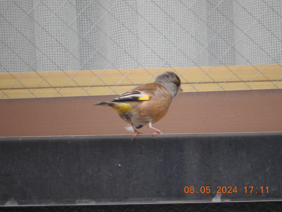 Oriental Greenfinch - Richard Hayes