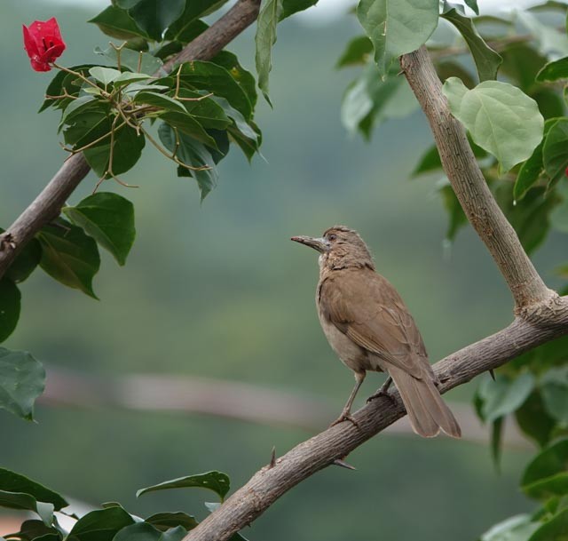 Pale-breasted Thrush - Marcus Müller