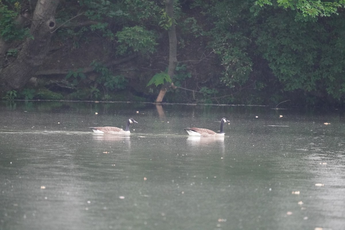 Canada Goose - Braydon Leary