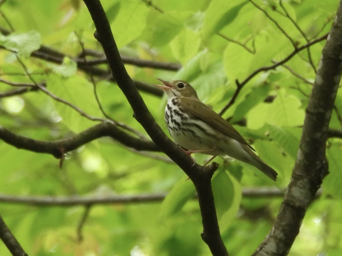 Ovenbird - ML619302346