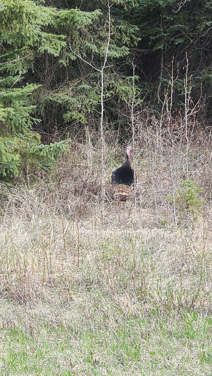 Wild Turkey - ML619302347