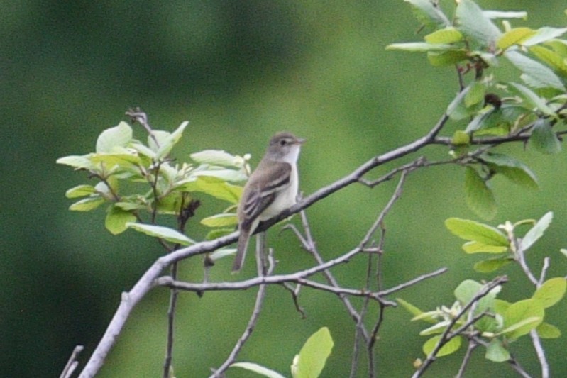 Willow Flycatcher - Kevin Roback